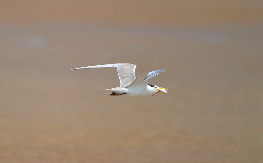DSC_4395___.jpg
