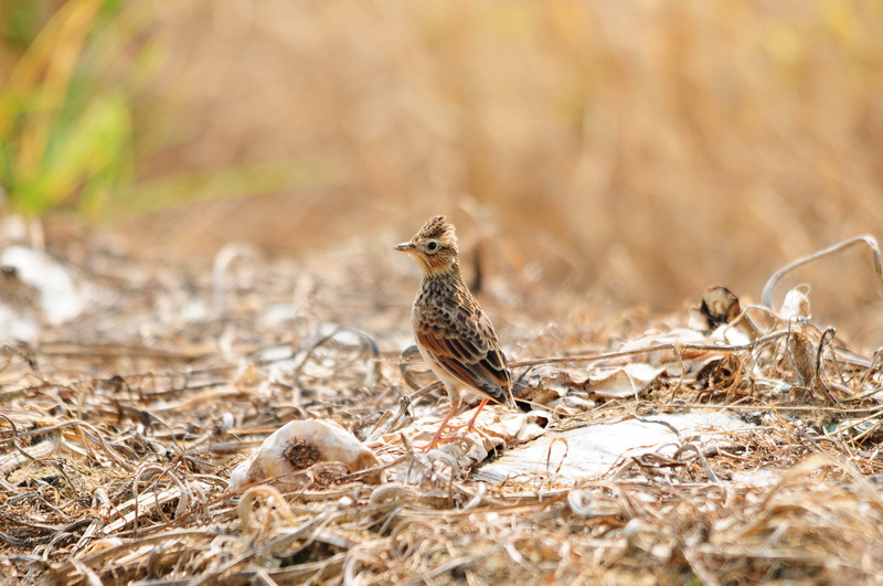 DSC_6864_СС.JPG