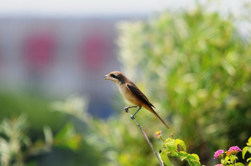 DSC_6737_СС.JPG