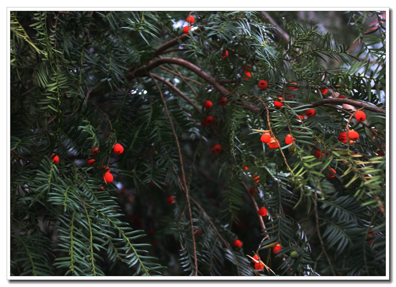 Taxus wallichiana var. chinensis_춹ɼԭҰ_2013-11-9 (1)_.jpg
