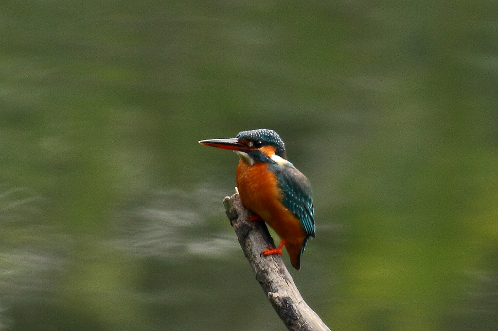 IMG_3750.JPG