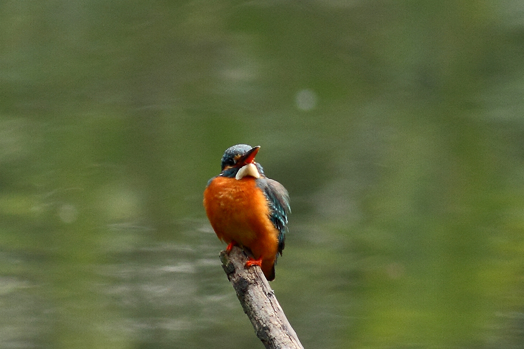 IMG_3768.JPG
