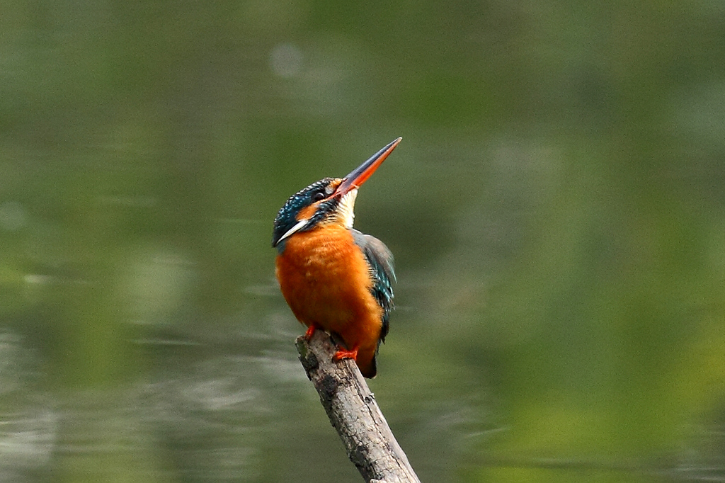 IMG_3775.JPG