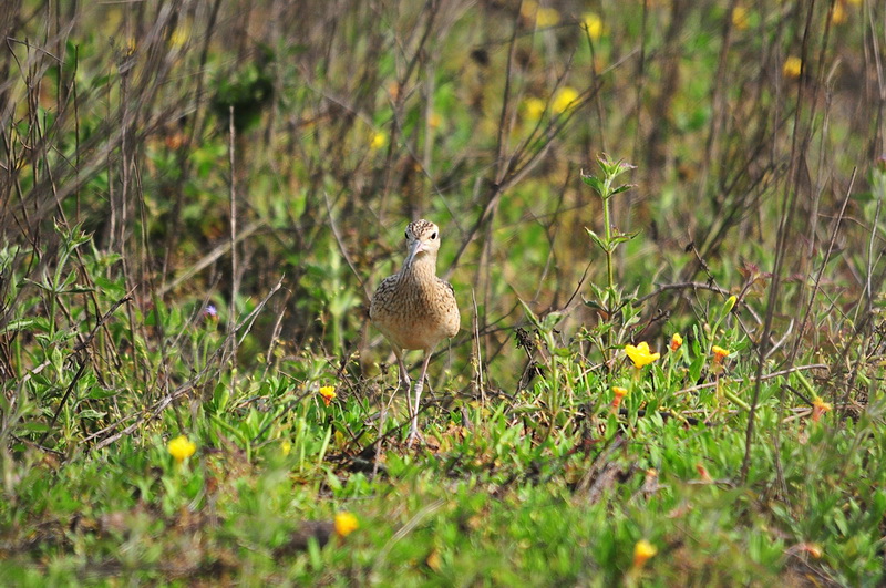 DSC_3500.JPG