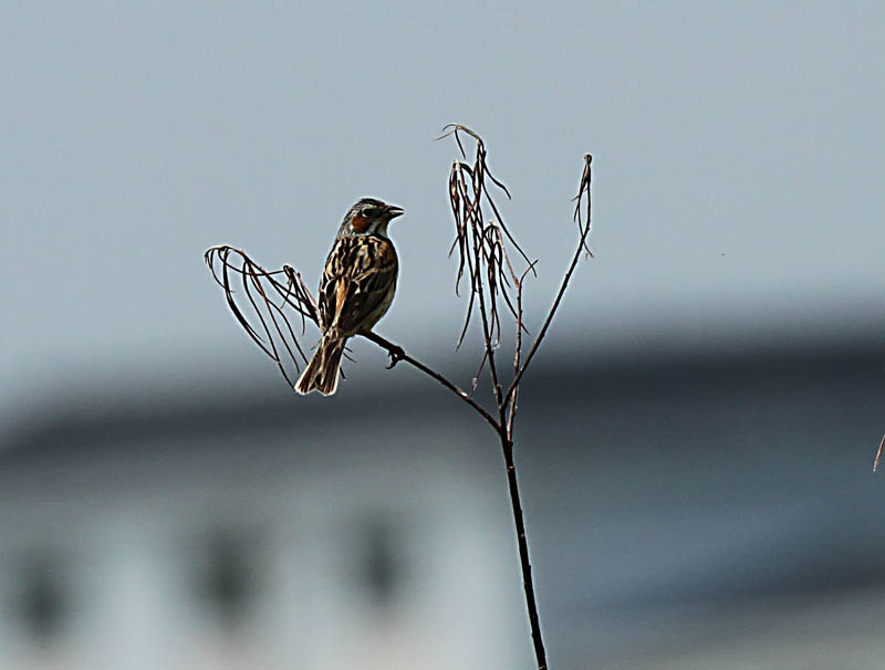 IMG_9752_ͼ.jpg