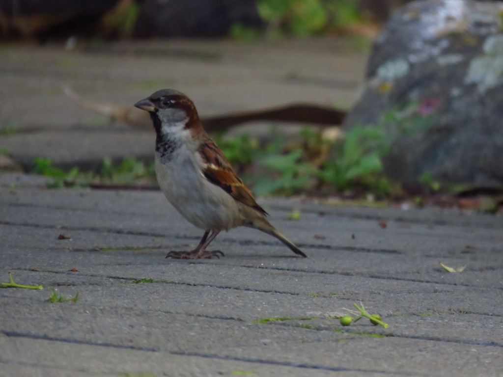 home sparrow ȸ.JPG