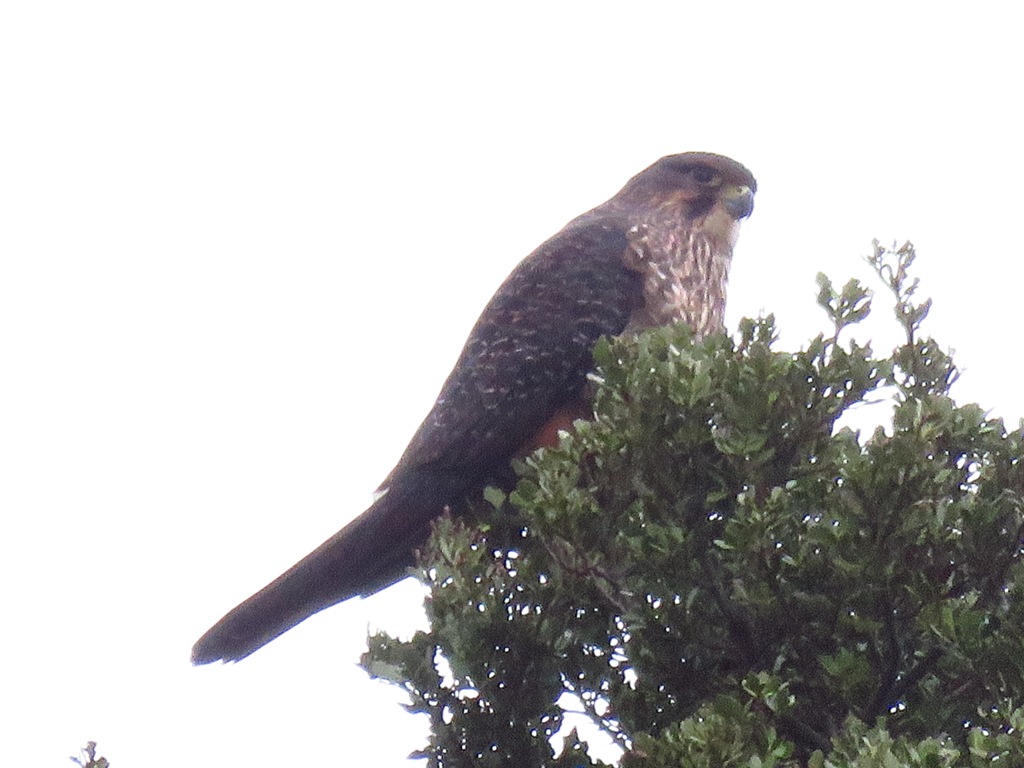 new zealand falcon.JPG