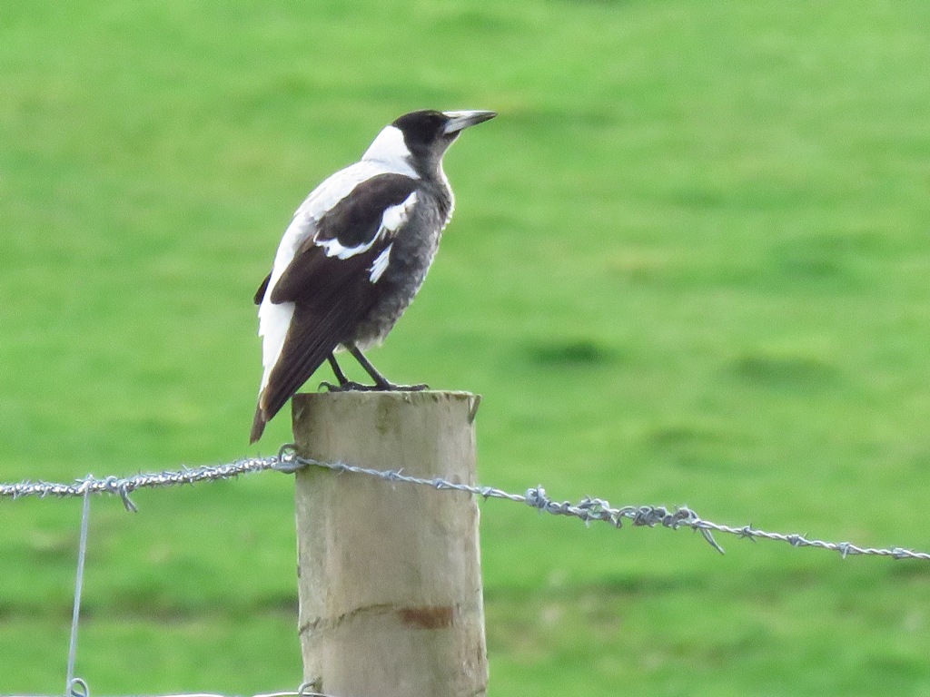 whit-backed magpie.JPG